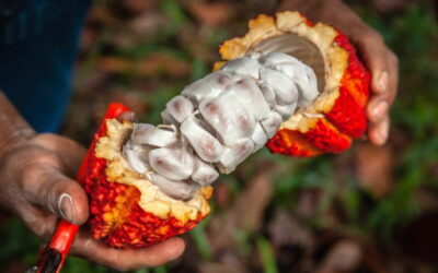 Especialistas debatem os impactos do mercado global na cacauicultura brasileira